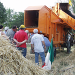 La festa del grano