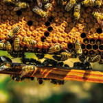 Produzione di miele 2018 - facciamo il punto con apicoltori locali