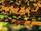 Produzione di miele 2018 - facciamo il punto con apicoltori locali