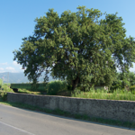 Quercia di Stazione - raggiunto un accordo