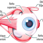 Ottica Bonriposi