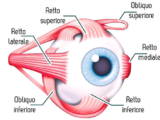 Ottica Bonriposi