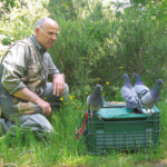 Giordano Tognarelli - addestratore di piccioni