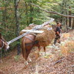 La battaglia di Poggio Alto - fra passato e presente