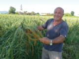 Tradizione del panìco - facciamo il punto con Domizio Tasi