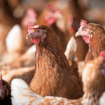 Tele pollaio e altre insidie televisive